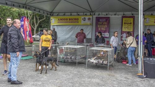 Sábado tem Amigo Bicho, evento de adoção de cães de Curitiba no Parque Barigui Imagem referente a Sábado tem Amigo Bicho, evento de adoção de cães de Curitiba no Parque Barigui