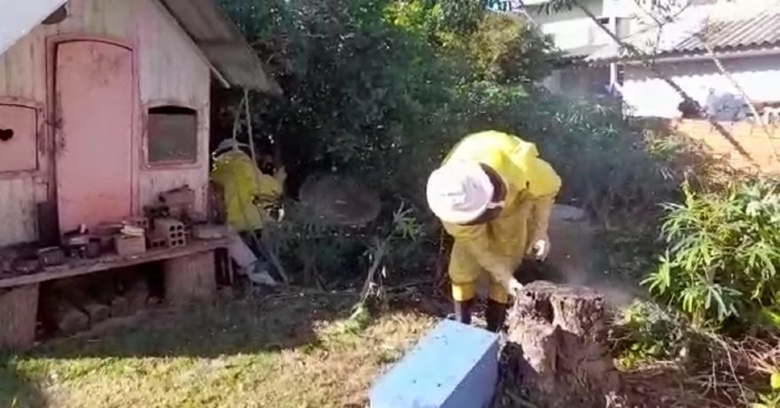 Enxame de abelhas é retirado pela Defesa Civil no Alto Alegre