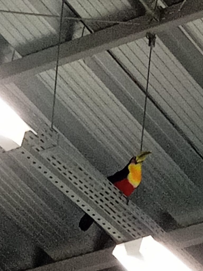 Pássaro silvestre é resgatado dentro de empresa em Cascavel