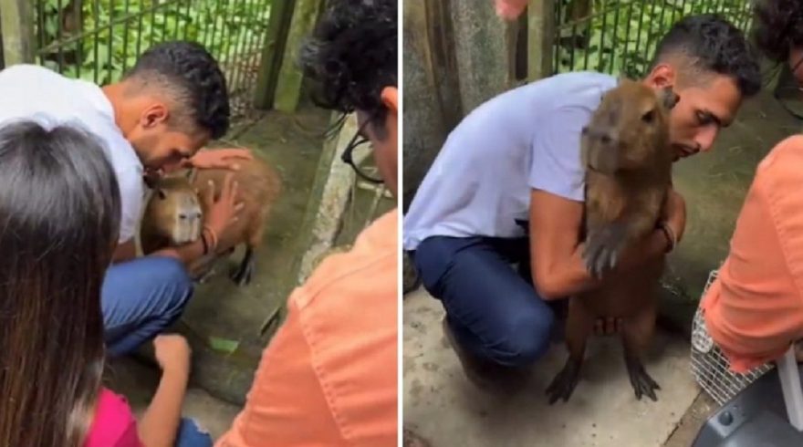 Vídeo: Ribeirinho e Capivara Filó se reencontram após decisão judicial