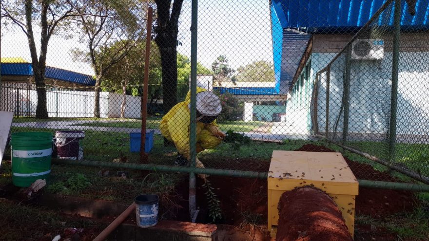 Grande colmeia é retirada pela Defesa Civil em CMEI no Santa Cruz