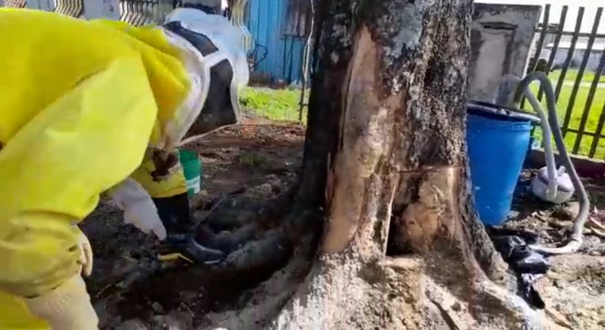 Enxame de abelhas é retirado pela Defesa Civil no Floresta