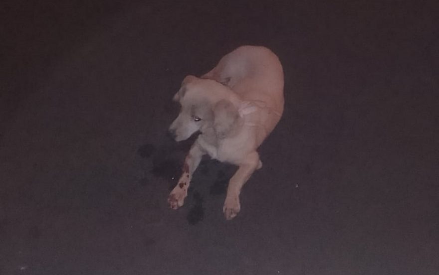 Internauta pede ajuda para encontrar dono de cachorro que foi atropelado no Veneza