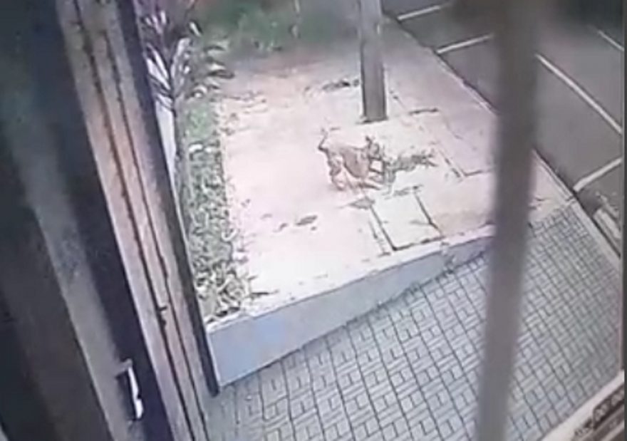 Câmera flagra cachorro “furtando” filhote de residência no Coqueiral