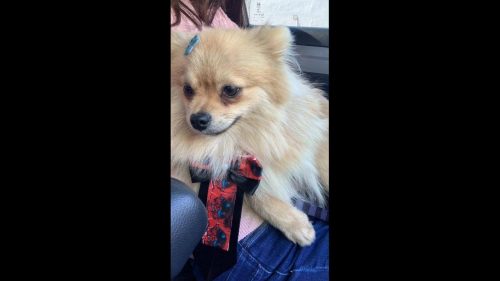 Cachorro Teddy desapareceu no bairro Jardim Padovani Imagem referente a Cachorro Teddy desapareceu no bairro Jardim Padovani