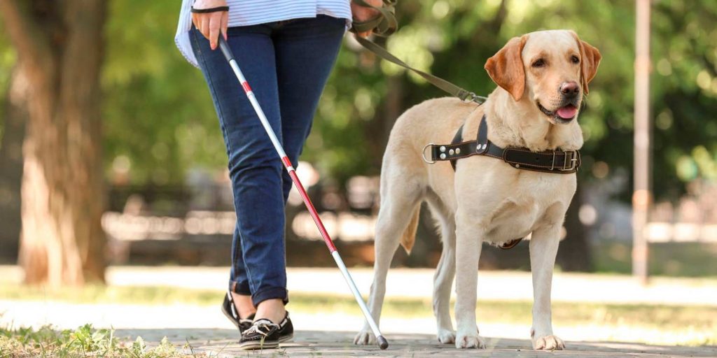 Lei aprovada permite que animais de assistência emocional e de serviço embarquem no transporte coletivo de Cascavel