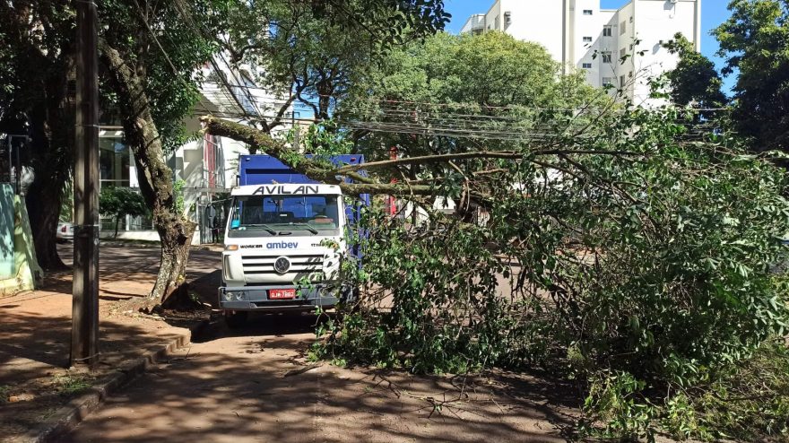 Queda de árvore deixa Rua Pedro Ivo parcialmente interditada