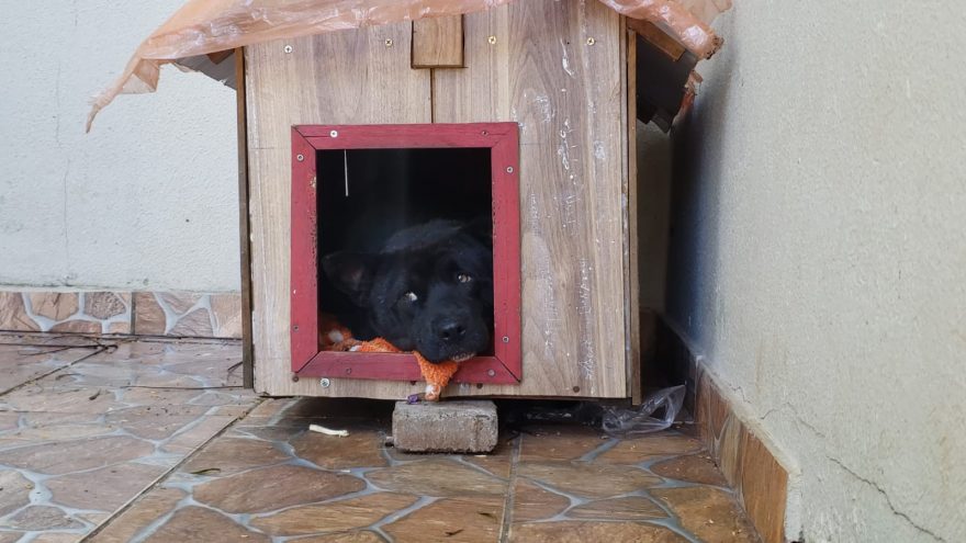 Internauta pede ajuda para tratamento de cachorro que foi atropelado