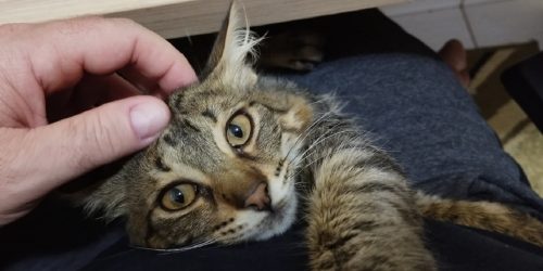 Gato Pitty está desaparecido no Bairro Pioneiros Catarinenses Imagem referente a Gato Pitty está desaparecido no Bairro Pioneiros Catarinenses