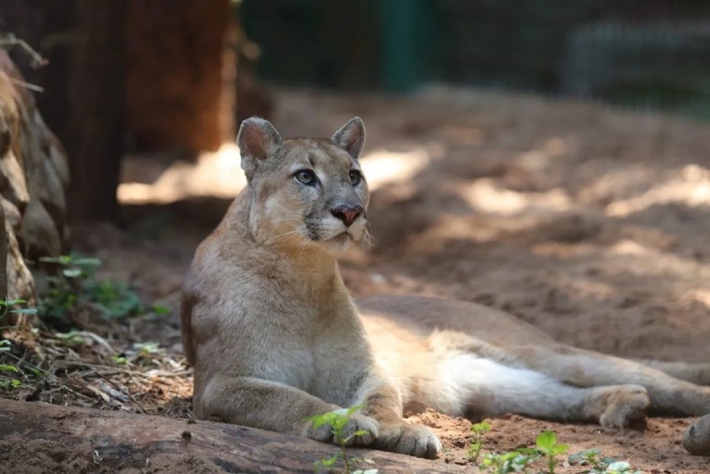 Cascavel licita cilindros de o2 e dióxido de carbono para Zoo e setor Bem Estar Animal