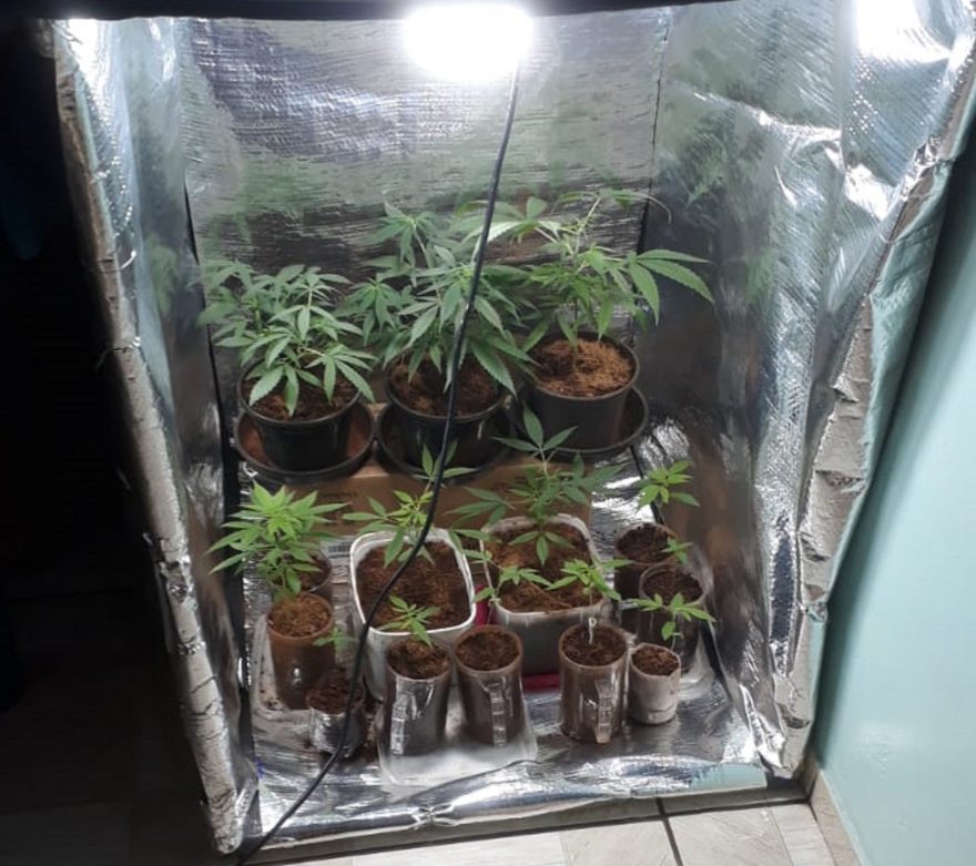 Homem que cultivava maconha em casa é detido em Santa Tereza do Oeste
