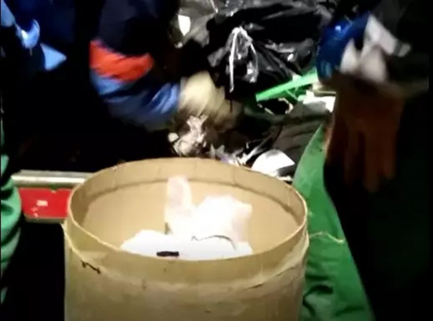 VÍDEO: Coletores encontram gato desesperado dentro de saco plástico no meio do lixo