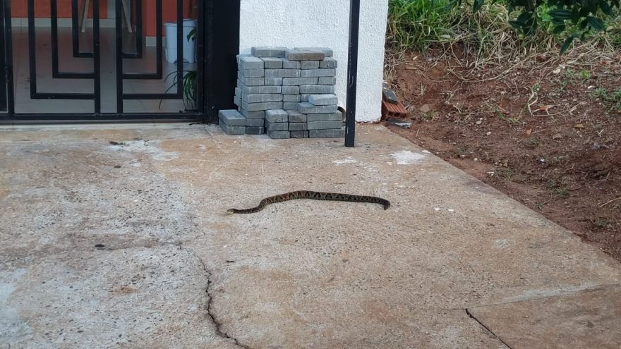 Cobra Jararaca é capturada no Floresta