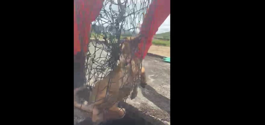 Vídeo mostra cachorro sendo resgatado de dentro de cisterna