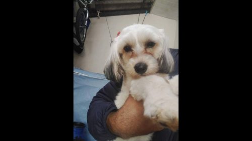 Cachorra é encontrada no bairro Universitário Imagem referente a Cachorra é encontrada no bairro Universitário