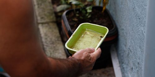 Imagem referente a Casos de dengue na cidade de São Paulo chegam a 7.230