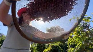 Conab projeta cenário positivo na produção brasileira de café este ano