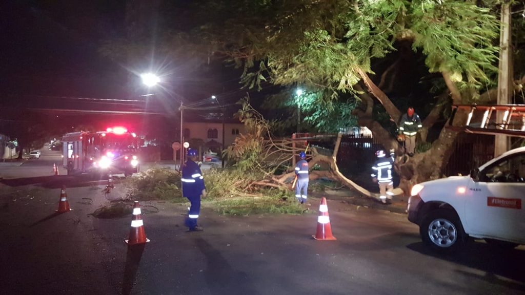 Galho de árvore cai sobre fios de luz e interdita parte da Rua Belo Horizonte