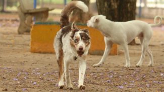 Governo suspende oito lotes de vacina animal contra Leishmaniose
