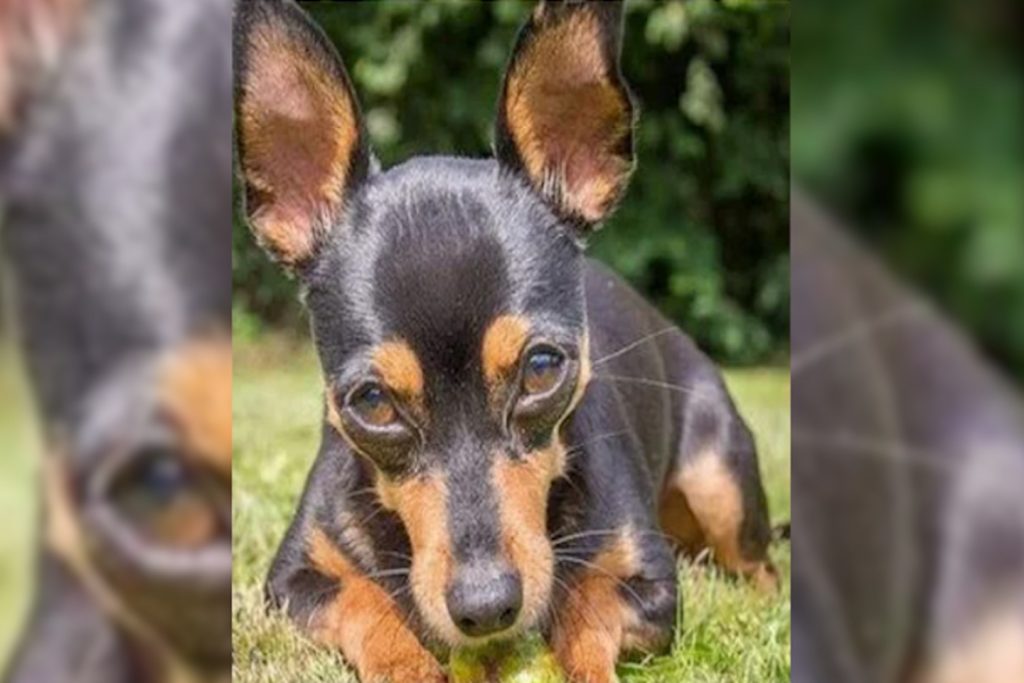 Pinscher morre após salvar quatro crianças de ataque de Rottweiler no ES