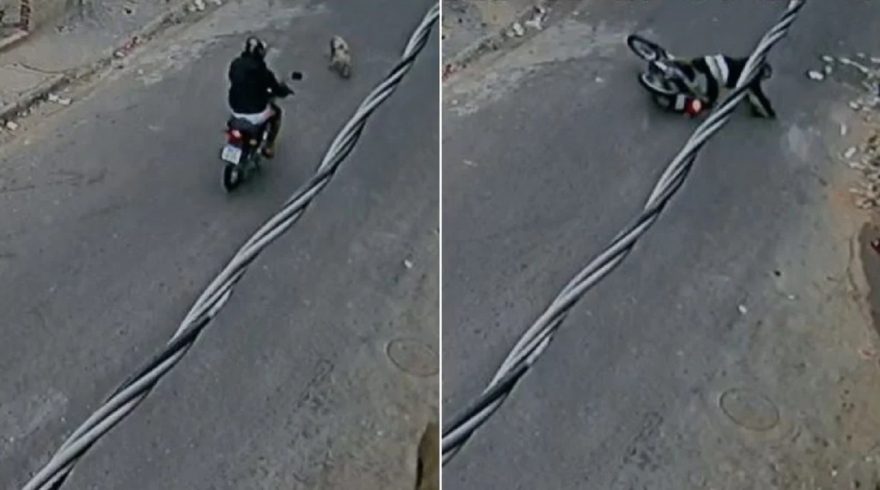 Porco atravessa a rua e provoca queda de motociclista
