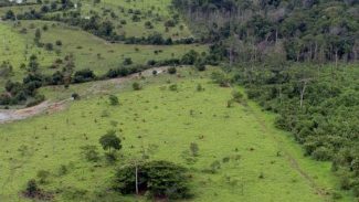 BB aceitará crédito de carbono em leilão de imóveis rurais