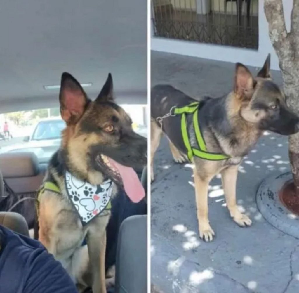 Cachorro furtado em empresa de Arapongas é recuperado em Rolândia