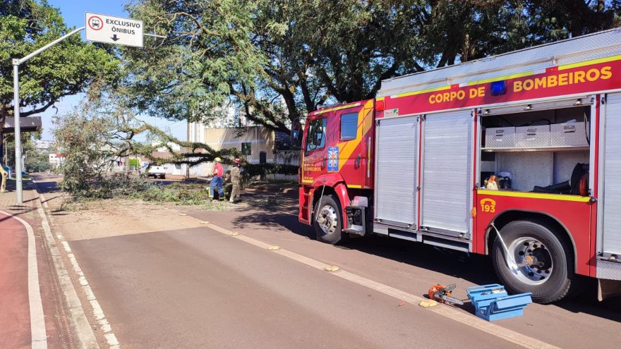 Bombeiros realizam corte e remoção árvore caída no São Cristóvão