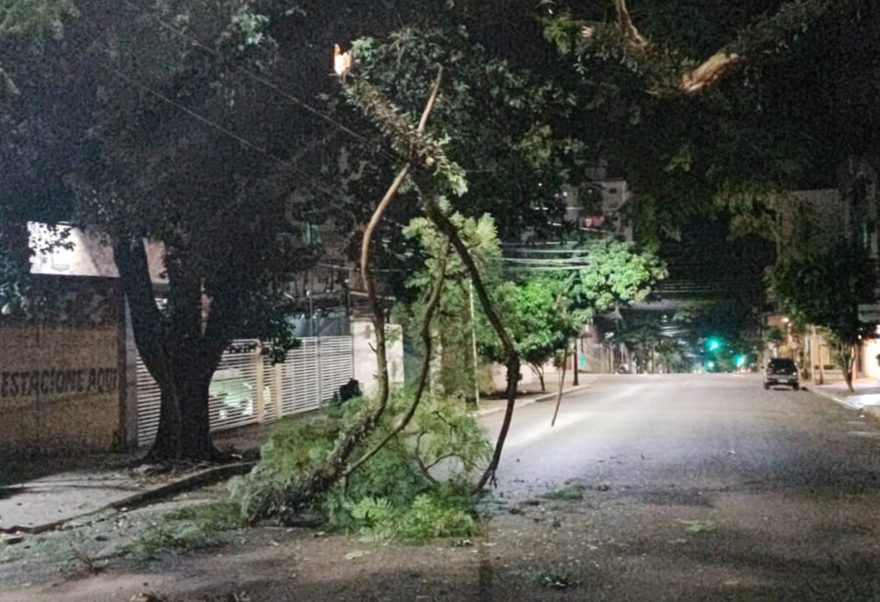Ônibus enrosca em árvore e derruba galhos na Rua Afonso Pena