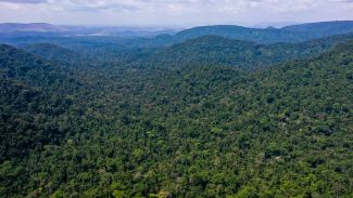 Desmatamento na Amazônia cai 31% de janeiro a maio