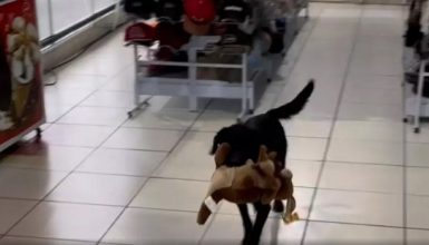 Imagem referente a Vídeo mostra cachorro furtando bichinho de pelúcia em posto de combustíveis