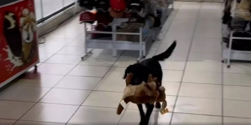 Vídeo mostra cachorro furtando bichinho de pelúcia em posto de combustíveis