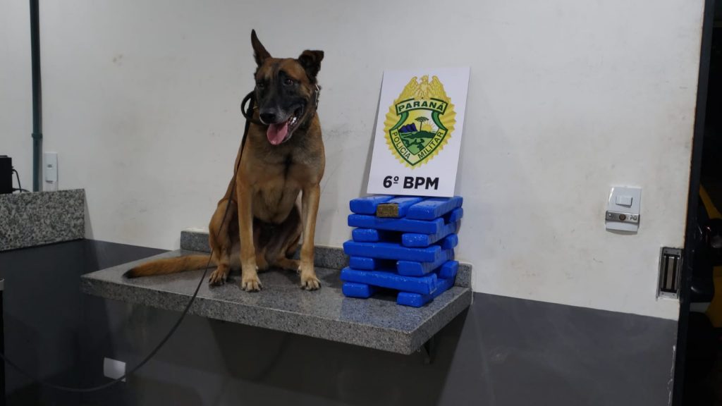 Cão farejador Halk localiza 12 kg de maconha na mala de passageiro de ônibus de linha em Cascavel Cão farejador Halk localiza 12 kg de maconha na mala de passageiro de ônibus de linha em Cascavel
