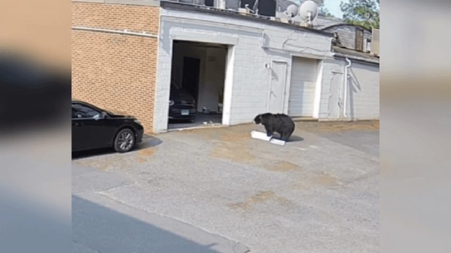 Urso invade padaria e ‘rouba’ caixa com 60 cupcakes e bolo de coco