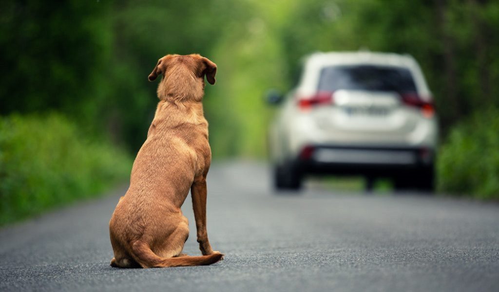 Dezembro Verde: campanha contra o abandono de animais vira lei e entra no calendário do município Dezembro Verde: campanha contra o abandono de animais vira lei e entra no calendário do município