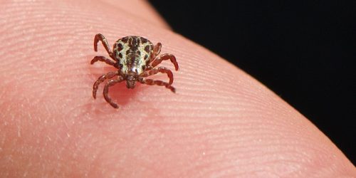 Saúde atualiza para 53 os casos de febre maculosa, com 8 mortes