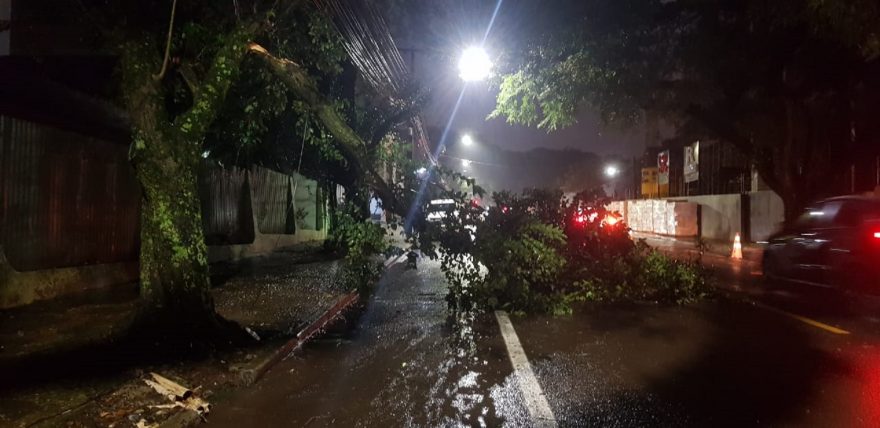 Galho de árvore cai no meio da Rua Pedro Ivo e atrapalha trânsito