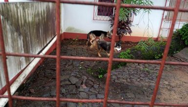 Imagem referente a Cachorro é encontrado no bairro Pioneiros Catarinenses