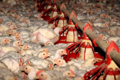 63,8% dos produtores rurais cadastraram seus rebanhos em um mês e meio, aponta Adapar