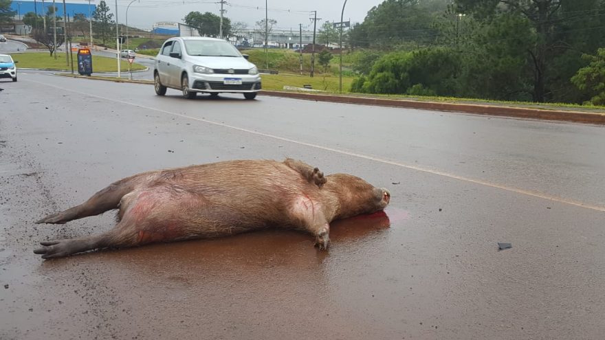 Capivara morre ao ser atropelada no Lago Municipal