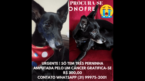 Cachorro que só tem três patinhas desapareceu no bairro Universitário Imagem referente a Cachorro que só tem três patinhas desapareceu no bairro Universitário