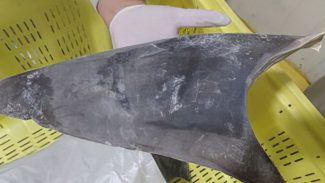 Ibama apreende 28,7 toneladas de barbatanas de tubarão