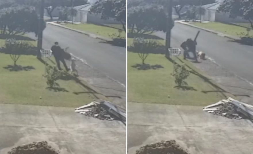 Imagens fortes: Vídeo mostra Pitbull atacando golden retriever em Cascavel