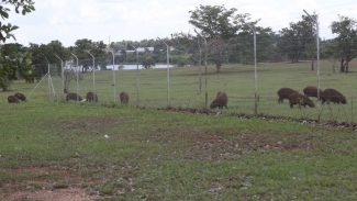 Campinas inicia inventário de capivaras nos parques da cidade