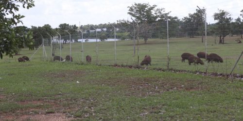 Imagem referente a Campinas inicia inventário de capivaras nos parques da cidade