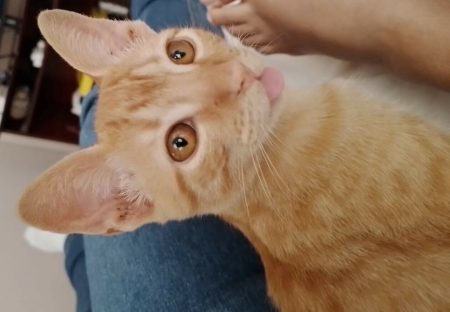 Gato Golias desapareceu no bairro Cascavel Velho Imagem referente a Gato Golias desapareceu no bairro Cascavel Velho