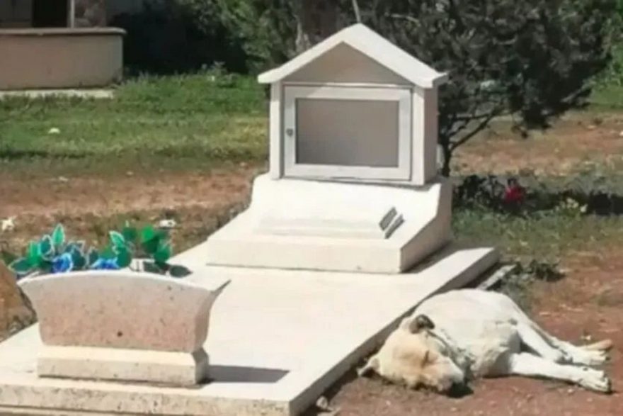 Cachorro comove internautas ao negar abandonar túmulo de tutor