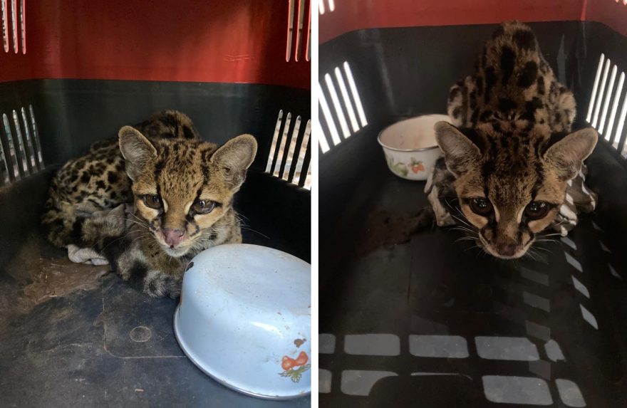 Gato-maracajá encontrado em galinheiro é devolvido à natureza com o apoio do IAT de Cascavel