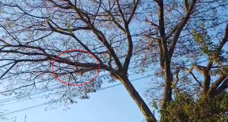 Internauta pede ajuda para salvar gato que está há cinco dias em cima de árvore no Bairro Canadá