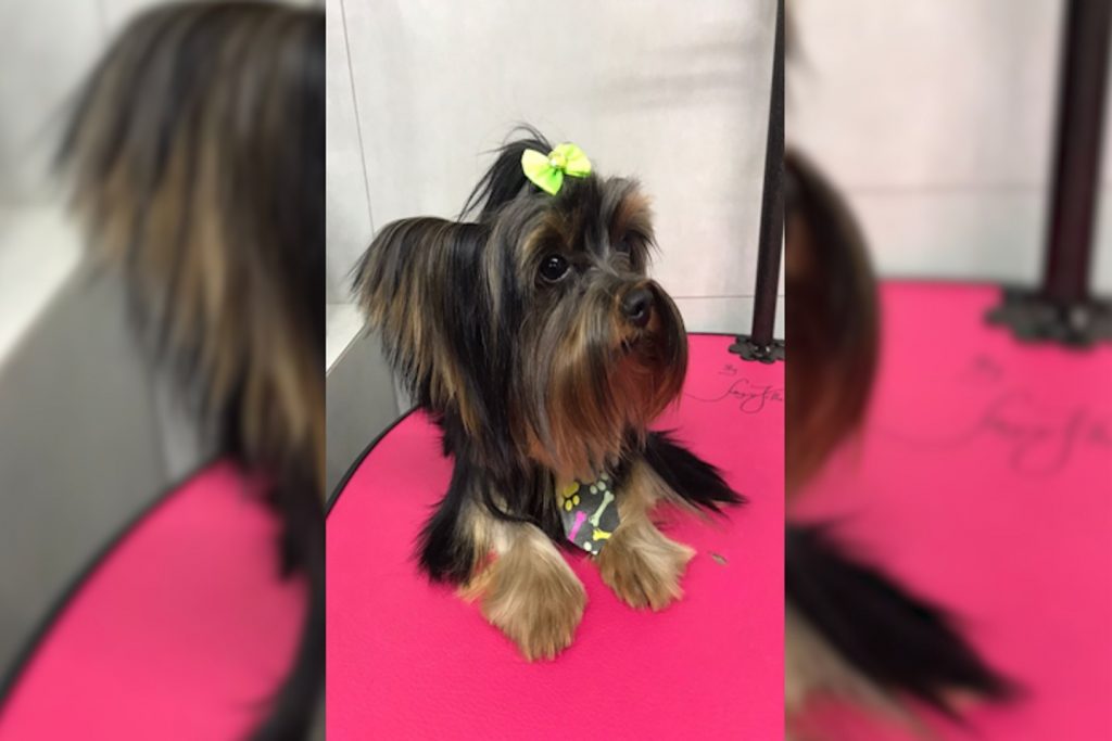 Furto de cachorro é registrado no Parque Verde